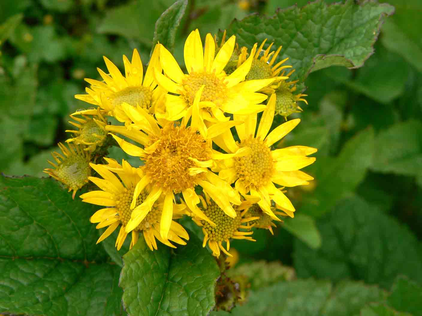Jacobaea alpina / Senecione alpino